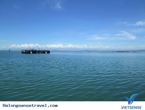 Biển Trời Trong Xanh Ở Đảo Trần - Ảnh 2