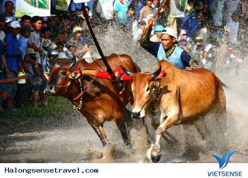 Lễ Đôn-ta và hội đua bò
