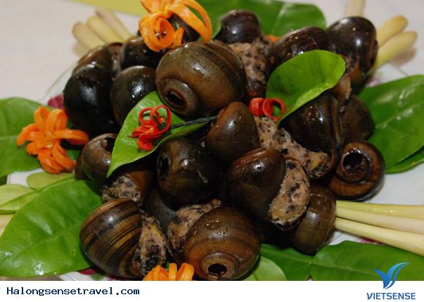 Các Món Ốc Hạ Long - Ảnh 1 Các Món Ốc Hạ Long - Ảnh 1