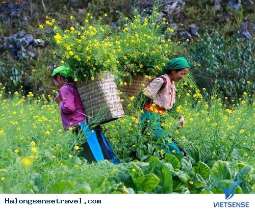 Cao Nguyên Đá Đồng Văn Sẽ Thành Khu Di tích Quốc Gia - Ảnh 2 Cao Nguyên Đá Đồng Văn Sẽ Thành Khu Di tích Quốc Gia - Ảnh 2