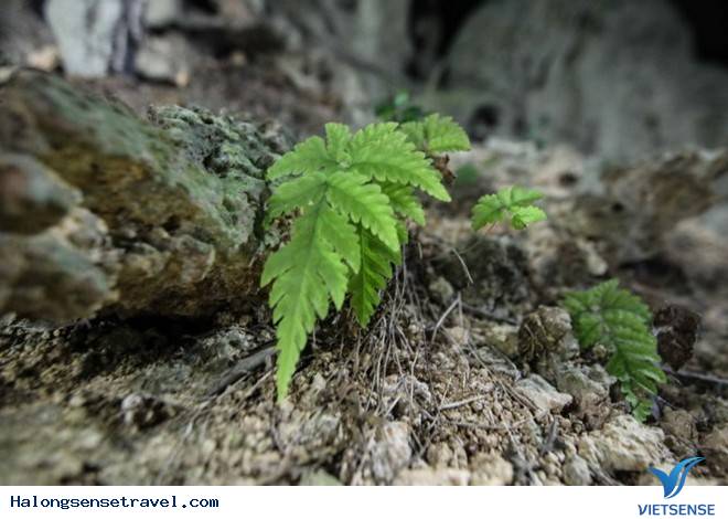 Công bố những hình ảnh về hang động mới trên vịnh Bái Tử Long - Ảnh 3 Công bố những hình ảnh về hang động mới trên vịnh Bái Tử Long - Ảnh 3