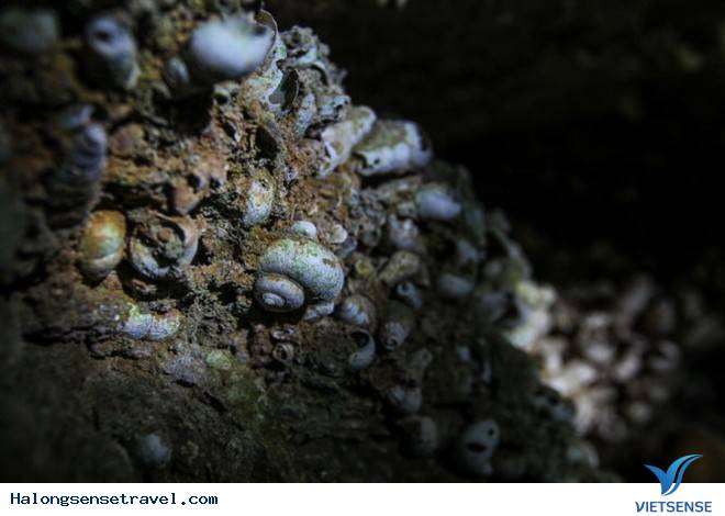 Công bố những hình ảnh về hang động mới trên vịnh Bái Tử Long - Ảnh 7 Công bố những hình ảnh về hang động mới trên vịnh Bái Tử Long - Ảnh 7