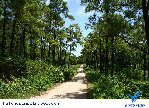 Đường đi đến hồ xuyên giữa lòng rừng cây xanh - Ảnh 1 Đường đi đến hồ xuyên giữa lòng rừng cây xanh - Ảnh 1