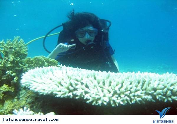 Lặn biển ngắm san hô Lặn biển ngắm san hô