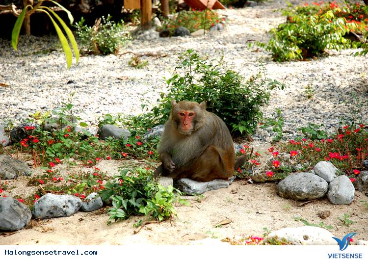 Tham quan vịnh Lan Hạ - Ảnh 2 Tham quan vịnh Lan Hạ - Ảnh 2