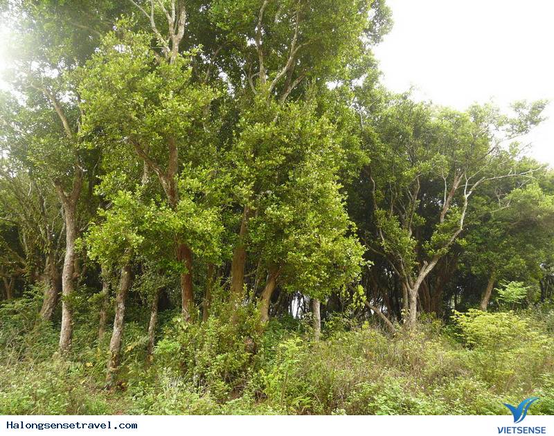 tour du lich ha long Đảo Quan Lạn - Ảnh 4