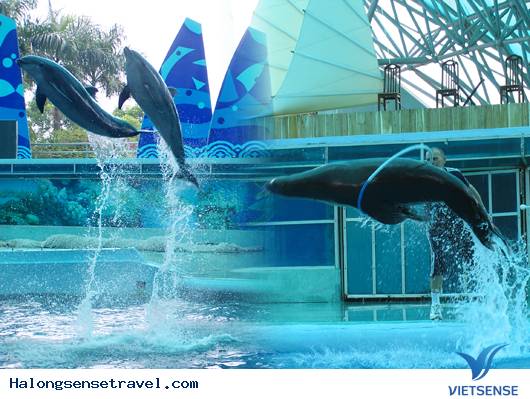 du lịch tuần châu, xem biểu diễn cá voi du lịch tuần châu, xem biểu diễn cá voi