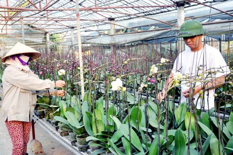 Đồng Chè Vào Vụ Hoa Tết - Ảnh 1