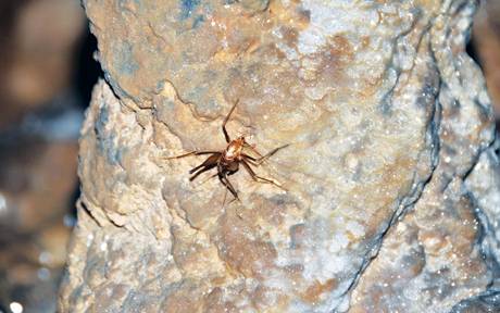 Kỳ Thú Hang Hồ Động Tiên - Ảnh 5 Kỳ Thú Hang Hồ Động Tiên - Ảnh 5