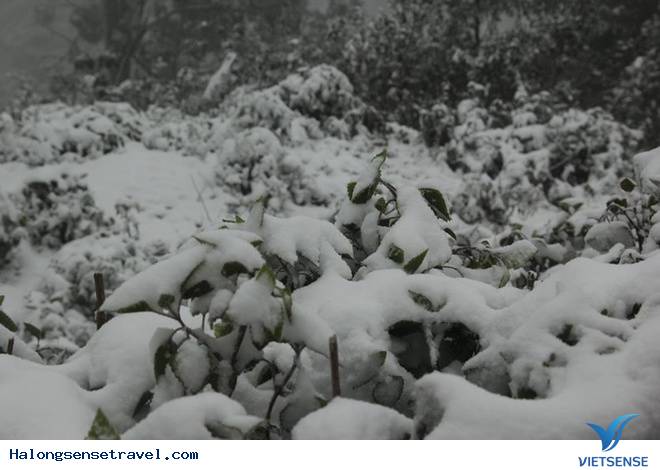 Nghệ An Tuyết Dơi Dày 20cmm - Ảnh 10 Nghệ An Tuyết Dơi Dày 20cmm - Ảnh 10