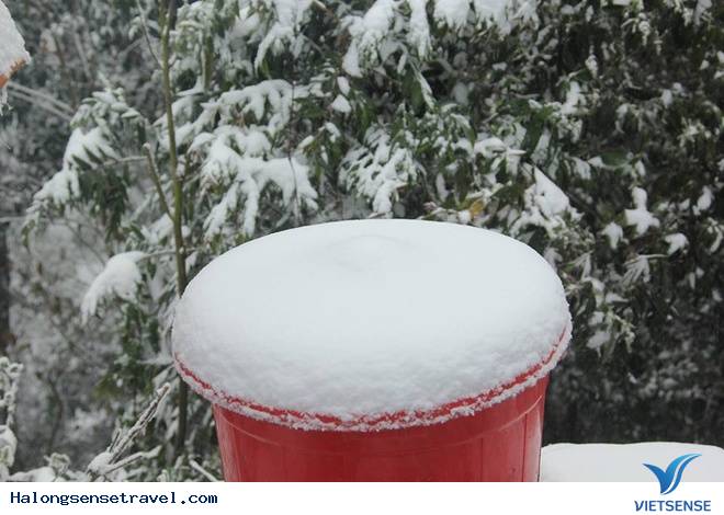 Nghệ An Tuyết Dơi Dày 20cmm - Ảnh 2 Nghệ An Tuyết Dơi Dày 20cmm - Ảnh 2