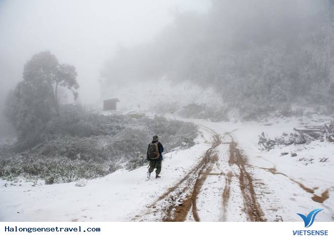 Nghệ An Tuyết Dơi Dày 20cmm - Ảnh 6 Nghệ An Tuyết Dơi Dày 20cmm - Ảnh 6