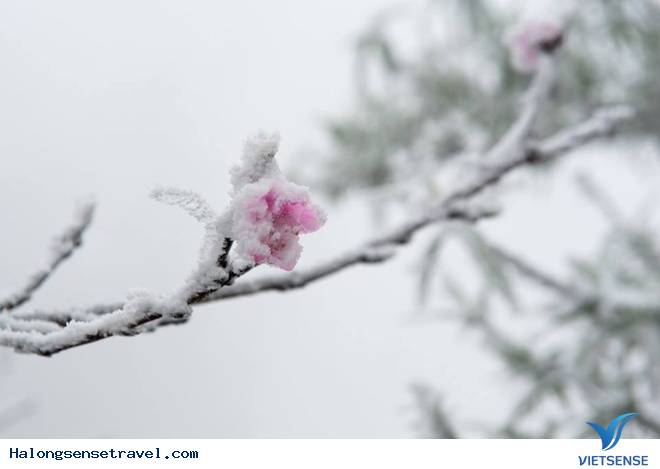 Nghệ An Tuyết Dơi Dày 20cmm - Ảnh 8 Nghệ An Tuyết Dơi Dày 20cmm - Ảnh 8