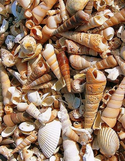 Các món ốc - Ảnh 6