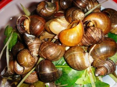 Các món ốc - Ảnh 1