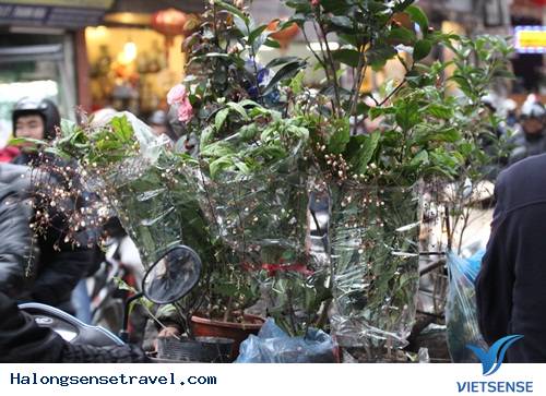 Người Dân Hà Nội Đổ Về Chợ Bưởi Mua Hoa Tết - Ảnh 16 Người Dân Hà Nội Đổ Về Chợ Bưởi Mua Hoa Tết - Ảnh 16