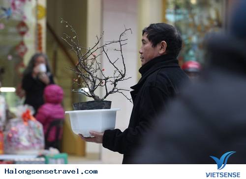 Người Dân Hà Nội Đổ Về Chợ Bưởi Mua Hoa Tết - Ảnh 8 Người Dân Hà Nội Đổ Về Chợ Bưởi Mua Hoa Tết - Ảnh 8