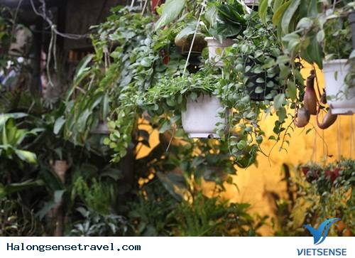 Người Dân Hà Nội Đổ Về Chợ Bưởi Mua Hoa Tết - Ảnh 11 Người Dân Hà Nội Đổ Về Chợ Bưởi Mua Hoa Tết - Ảnh 11