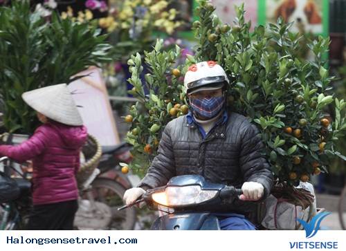 Người Dân Hà Nội Đổ Về Chợ Bưởi Mua Hoa Tết - Ảnh 12 Người Dân Hà Nội Đổ Về Chợ Bưởi Mua Hoa Tết - Ảnh 12