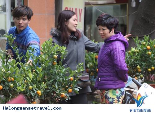 Người Dân Hà Nội Đổ Về Chợ Bưởi Mua Hoa Tết - Ảnh 10 Người Dân Hà Nội Đổ Về Chợ Bưởi Mua Hoa Tết - Ảnh 10