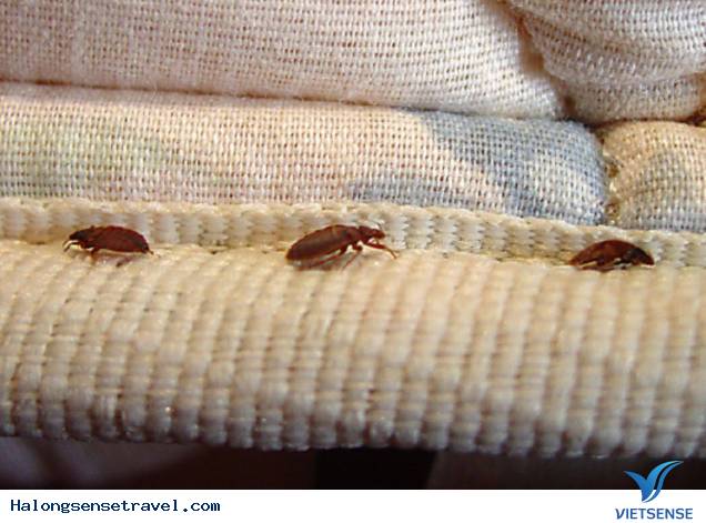 Rận Khổng Lồ Tấn Công khách thăm quan Tại Thành Phố New York - Ảnh 2