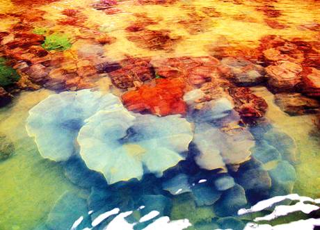 San Hô Ở Vịnh Hạ Long - Ảnh 1 San Hô Ở Vịnh Hạ Long - Ảnh 1