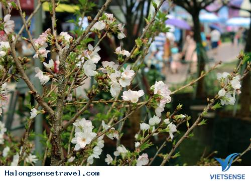 Sôi Động Lễ Hội Hoa Anh Đào Hạ Long 2014 - Ảnh 2