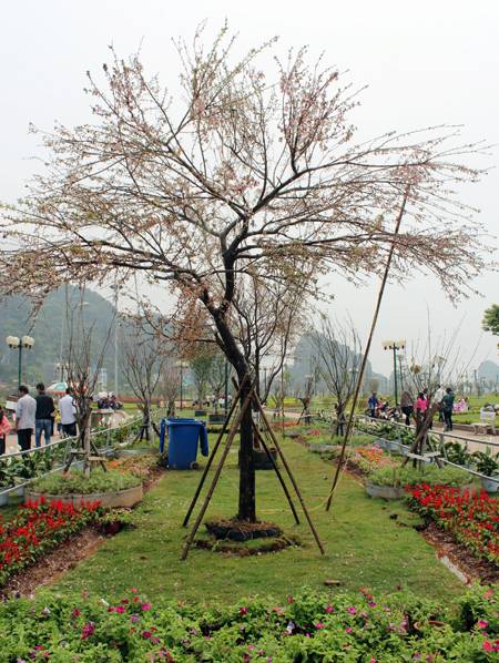 Sôi Động Lễ Hội Hoa Anh Đào Hạ Long 2014 - Ảnh 4