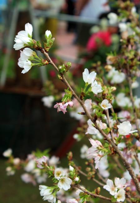 Sôi Động Lễ Hội Hoa Anh Đào Hạ Long 2014 - Ảnh 3