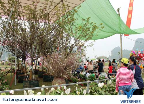 Sôi Động Lễ Hội Hoa Anh Đào Hạ Long 2014 - Ảnh 8