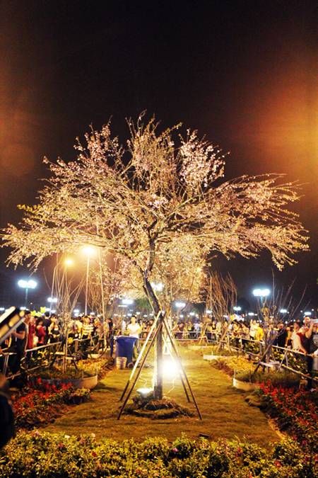 Sôi Động Lễ Hội Hoa Anh Đào Hạ Long 2014 - Ảnh 5