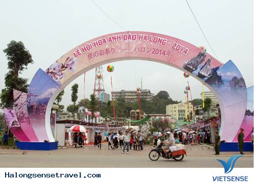 Sôi Động Lễ Hội Hoa Anh Đào Hạ Long 2014 - Ảnh 1