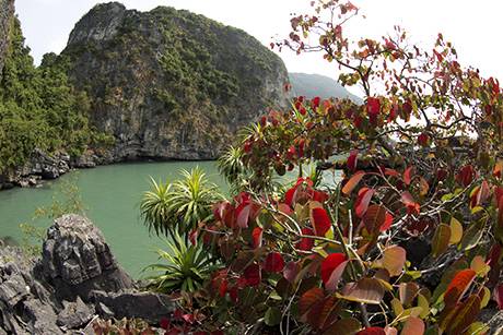 Vịnh Hạ Long Mùa Lá Đỏ - Ảnh 3 Vịnh Hạ Long Mùa Lá Đỏ - Ảnh 3