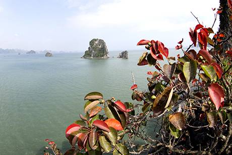 Vịnh Hạ Long Mùa Lá Đỏ - Ảnh 4 Vịnh Hạ Long Mùa Lá Đỏ - Ảnh 4