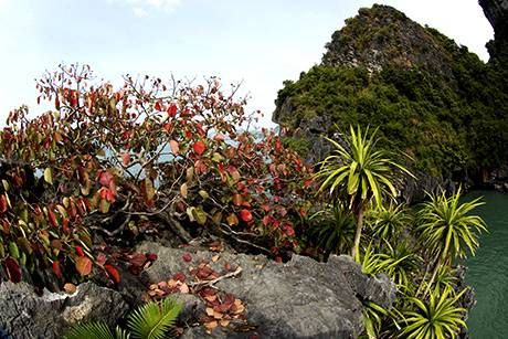 Vịnh Hạ Long Mùa Lá Đỏ - Ảnh 12 Vịnh Hạ Long Mùa Lá Đỏ - Ảnh 12