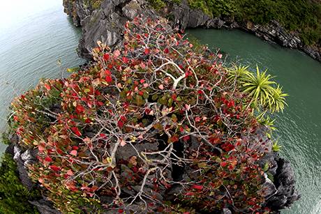 Vịnh Hạ Long Mùa Lá Đỏ - Ảnh 11 Vịnh Hạ Long Mùa Lá Đỏ - Ảnh 11