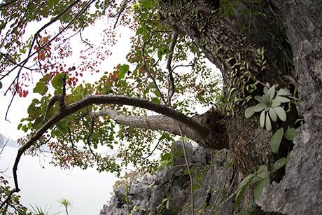 Vịnh Hạ Long Mùa Lá Đỏ - Ảnh 7 Vịnh Hạ Long Mùa Lá Đỏ - Ảnh 7