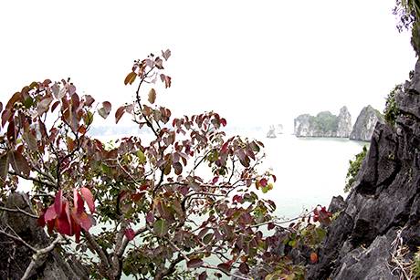 Vịnh Hạ Long Mùa Lá Đỏ - Ảnh 9 Vịnh Hạ Long Mùa Lá Đỏ - Ảnh 9