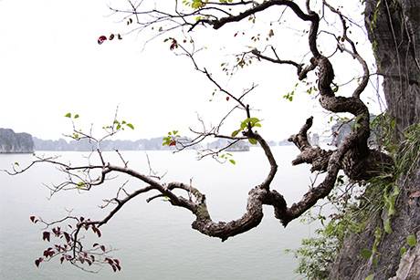 Vịnh Hạ Long Mùa Lá Đỏ - Ảnh 5 Vịnh Hạ Long Mùa Lá Đỏ - Ảnh 5