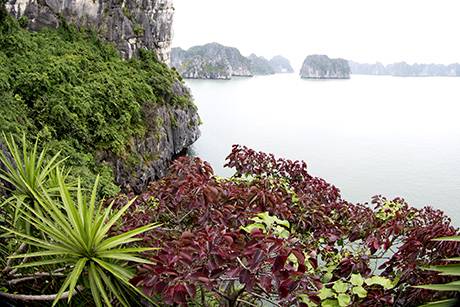 Vịnh Hạ Long Mùa Lá Đỏ - Ảnh 10 Vịnh Hạ Long Mùa Lá Đỏ - Ảnh 10