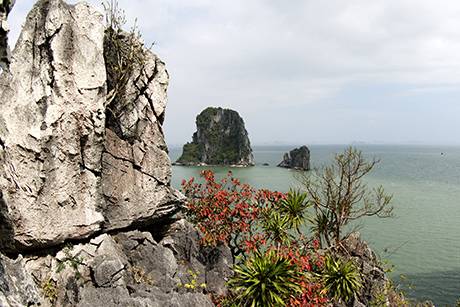 Vịnh Hạ Long Mùa Lá Đỏ - Ảnh 1 Vịnh Hạ Long Mùa Lá Đỏ - Ảnh 1